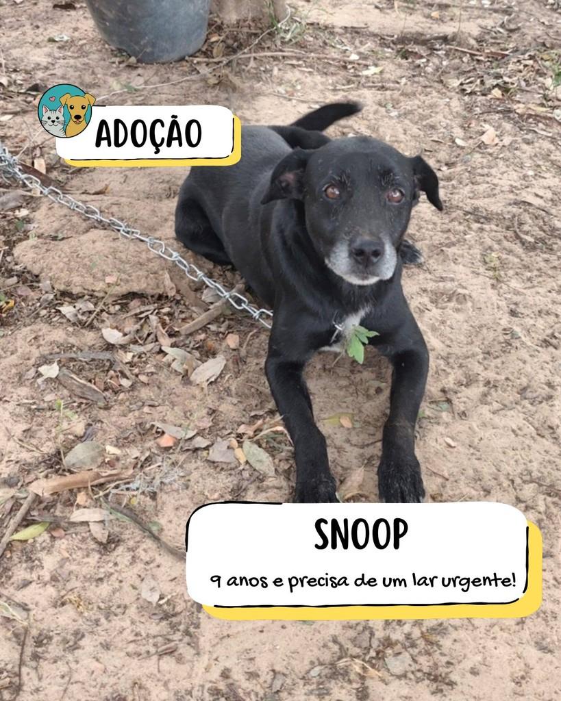 Snoop, cachorro de porte médio para adoção em Tietê - SP