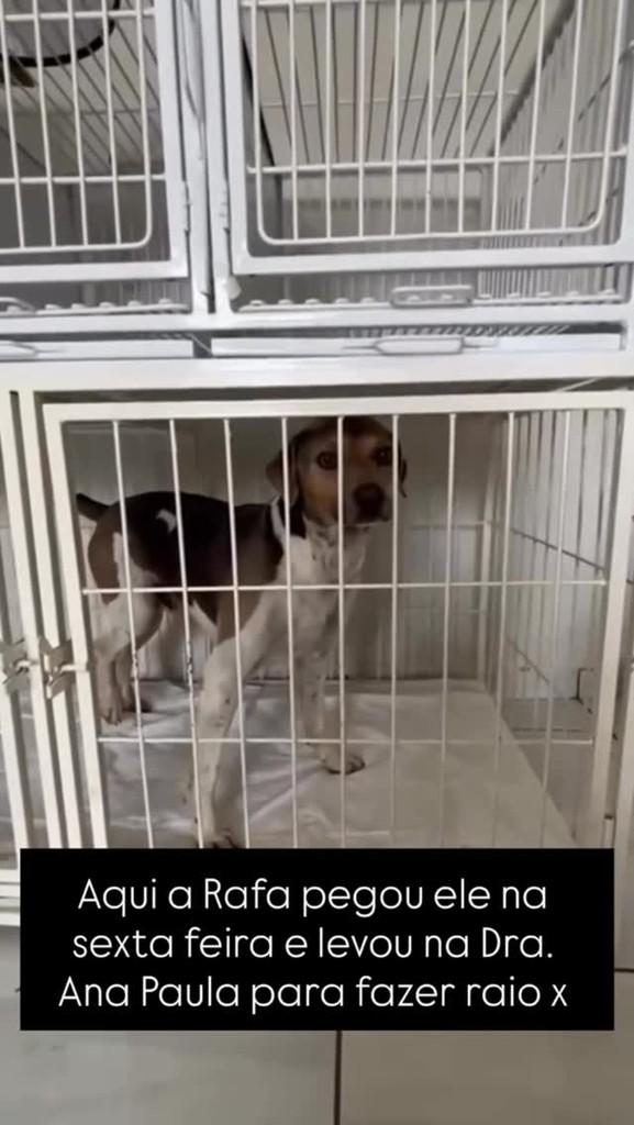 Chokito, cachorro de porte pequeno para adoção em Tietê - SP