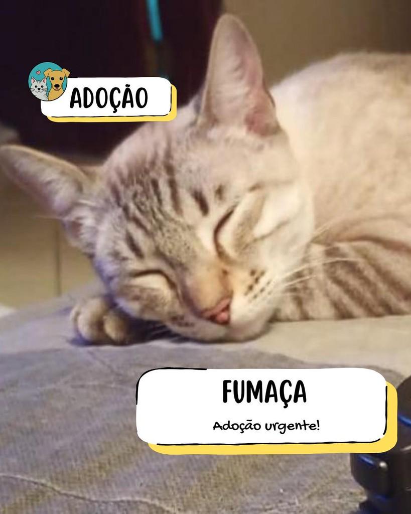 Fumaça, gata para adoção em Tietê - SP