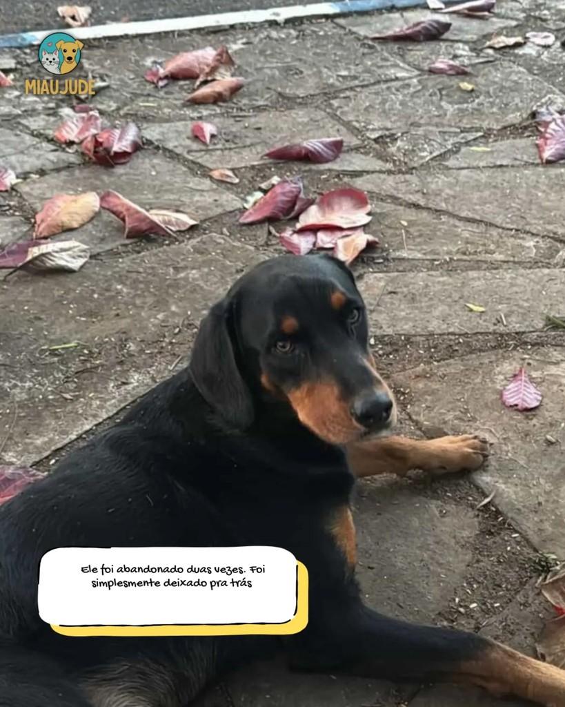 Beethoven, cachorro de porte médio para adoção em Tietê - SP