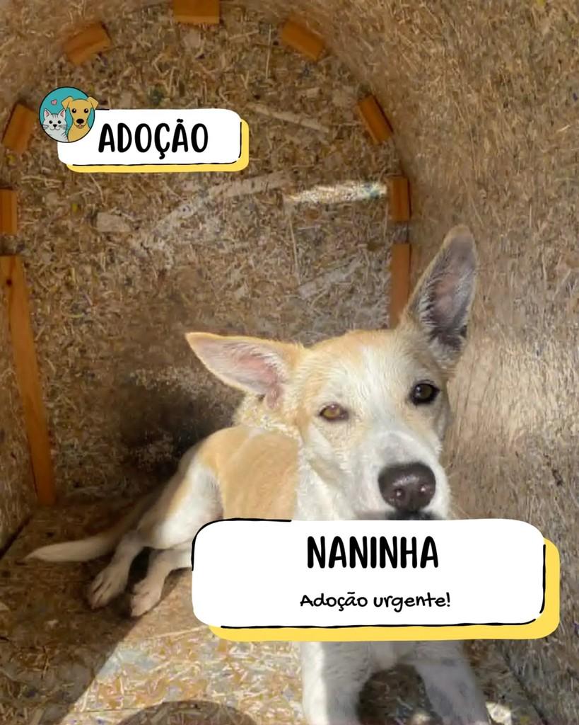 Naninha, cadela de porte médio para adoção em Tietê - SP