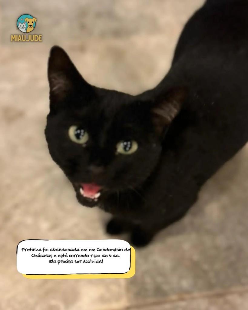 Pretinha, gata para adoção em Tietê - SP
