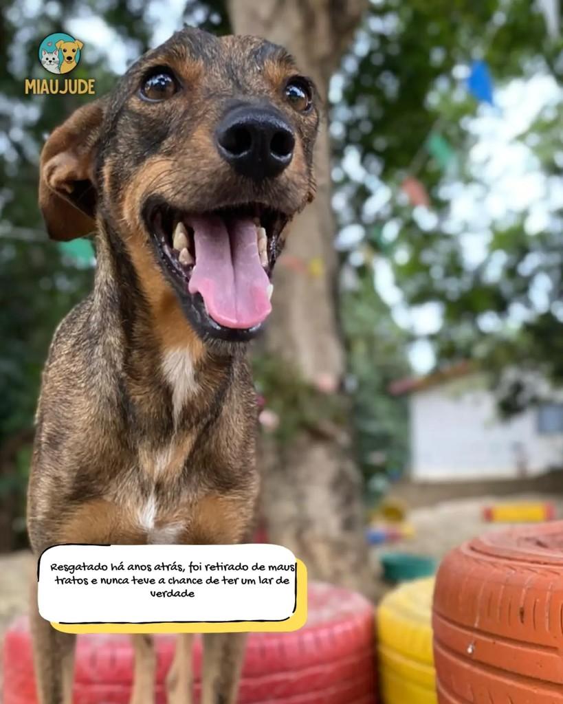 Lupito, cachorro de porte médio para adoção em Tietê - SP