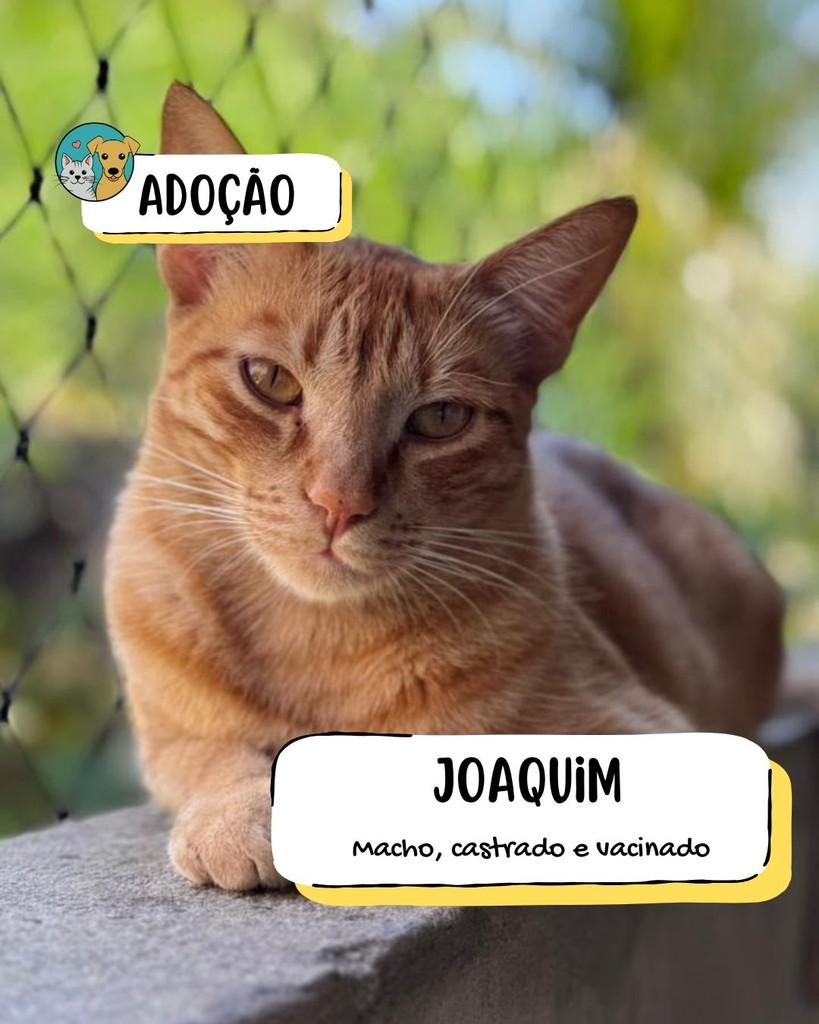 Joaquim, gato de porte médio para adoção em Tietê - SP