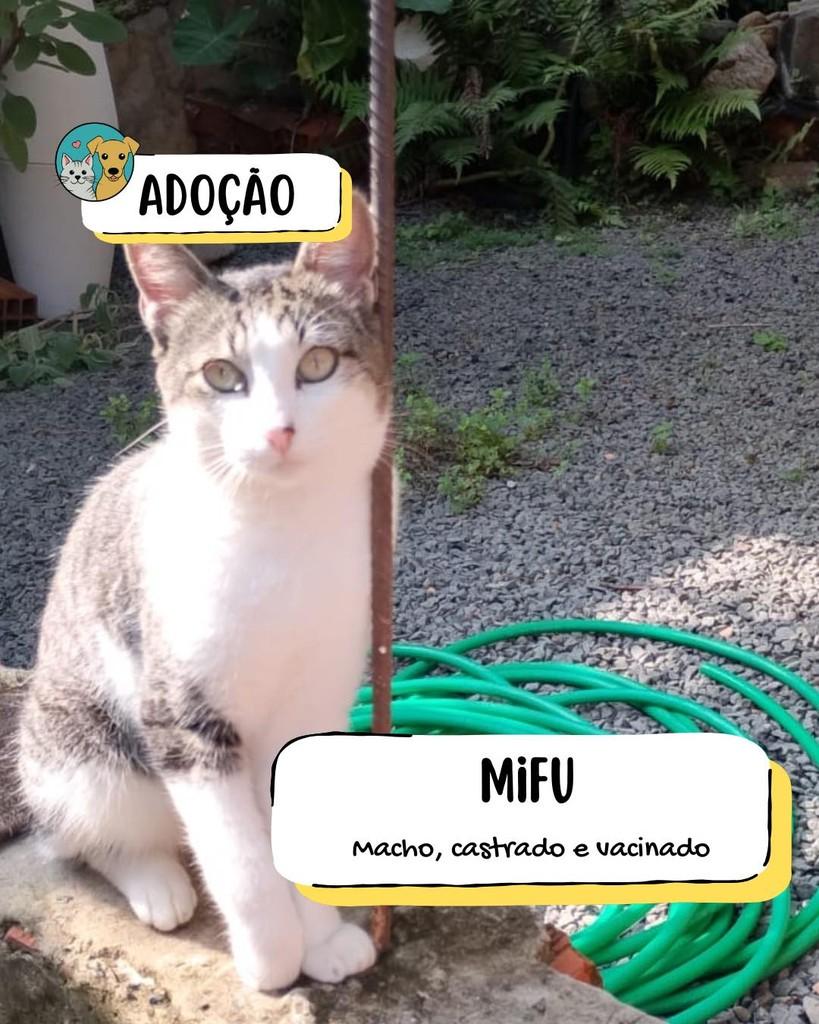 Mifu, gato de porte médio para adoção em Tietê - SP