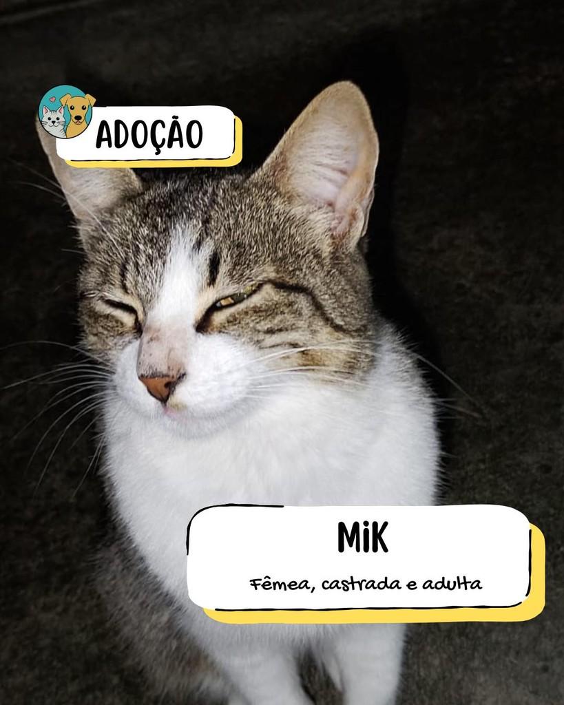 Mik, gata para adoção em Tietê - SP