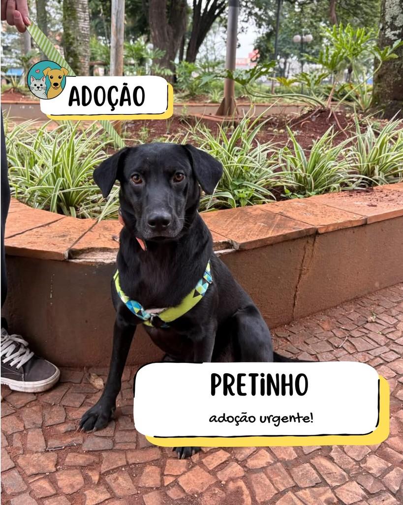 Pretinho, cachorro de porte médio para adoção em Tietê - SP