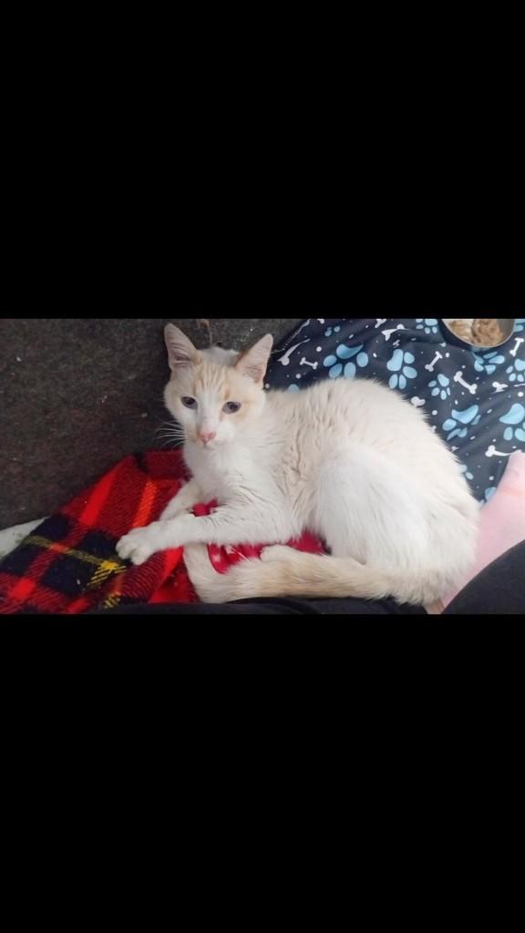 Polaco, gato para adoção em Piracicaba - SP
