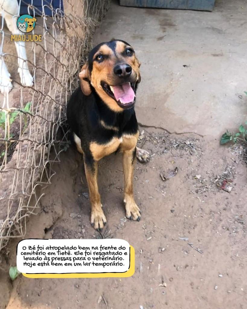 Zé, cachorro de porte médio para adoção em Tietê - SP
