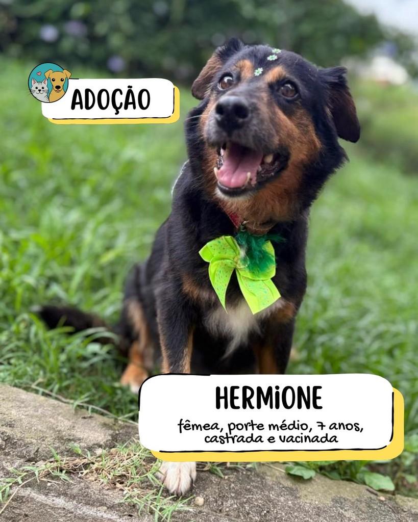 Hermione, cadela de porte médio para adoção em Tietê - SP