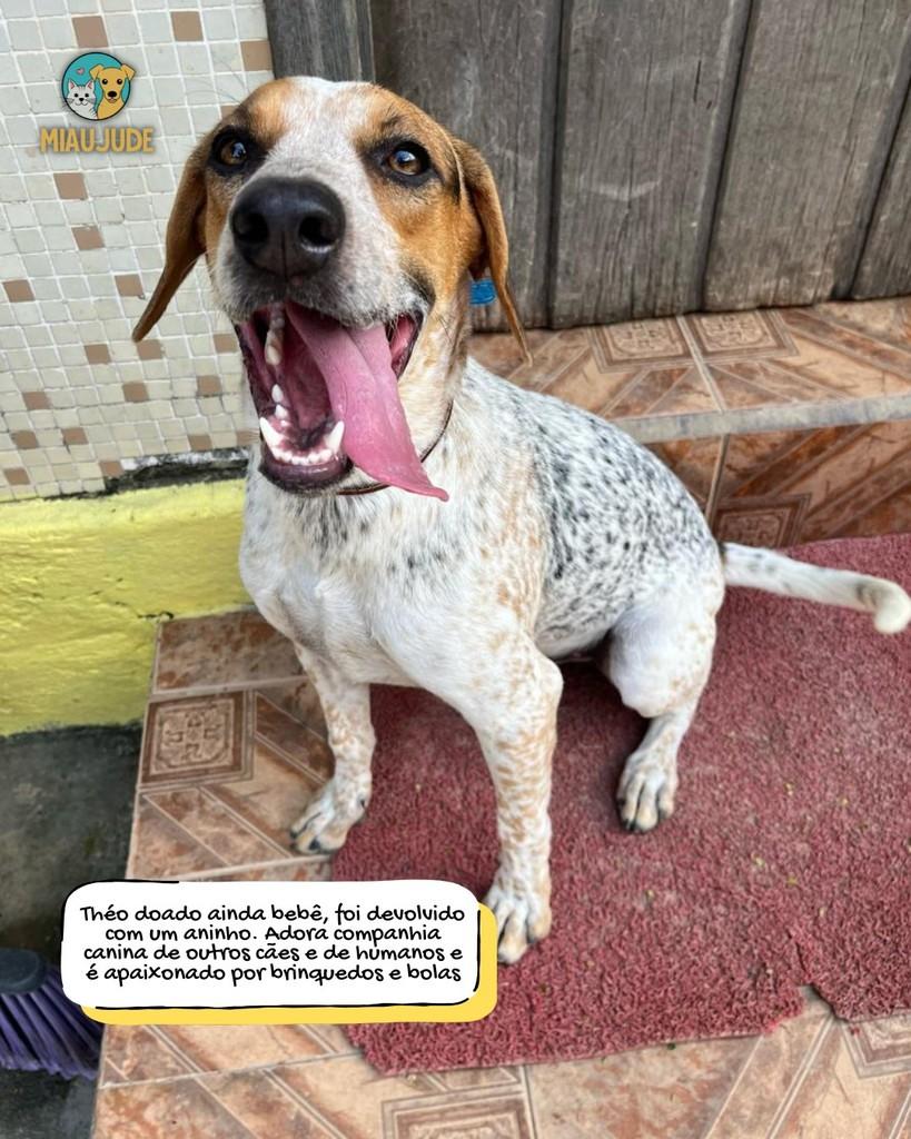 Théo, cachorro de porte médio para adoção em Tietê - SP