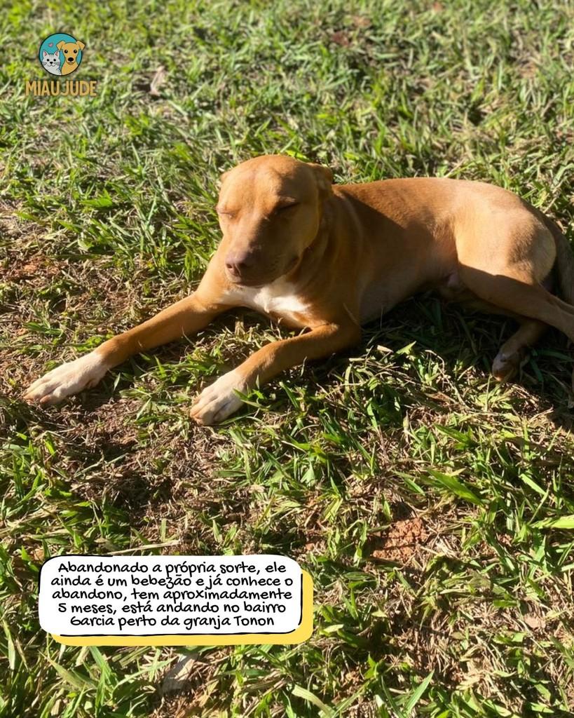 Juca, cachorro de porte médio para adoção em Tietê - SP