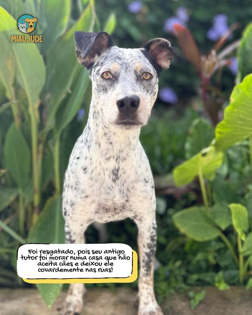 Billy, cachorro de porte médio para adoção em Tietê - SP
