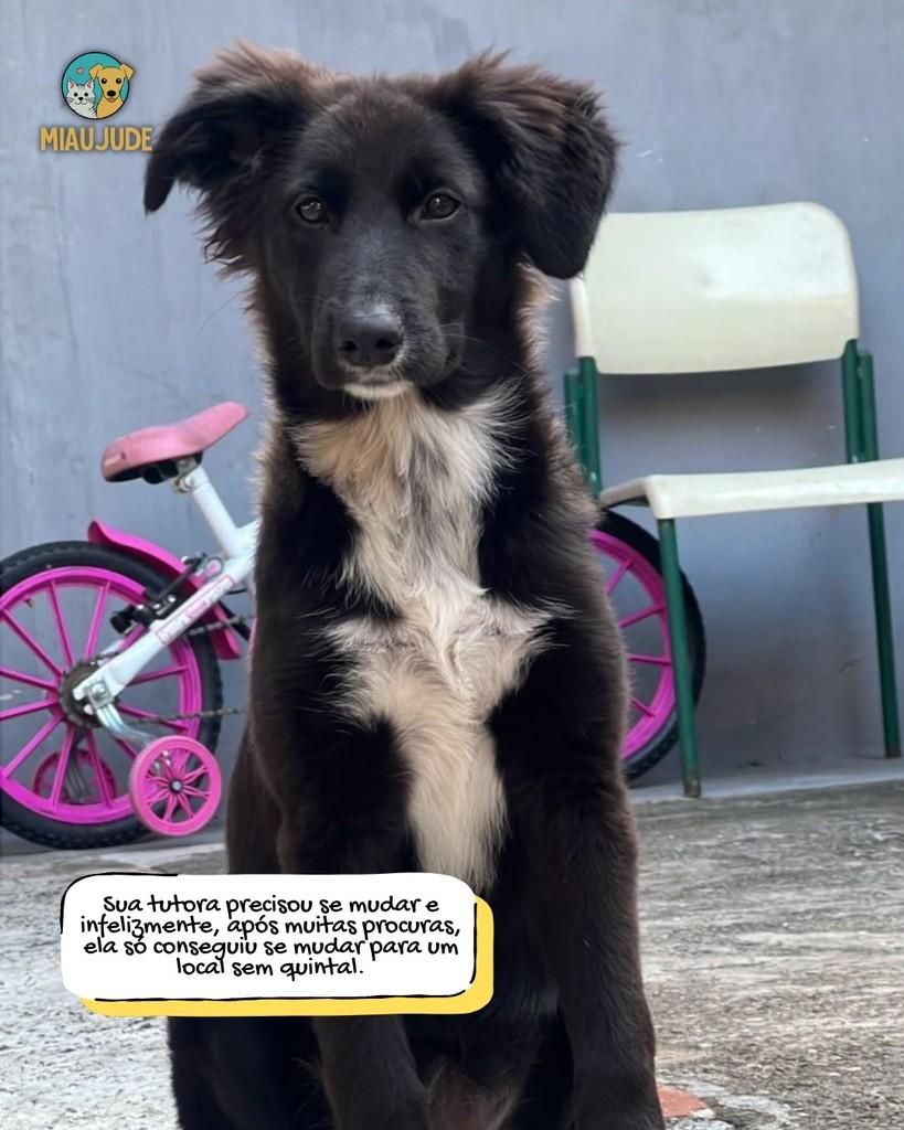Zoe, cachorro de porte grande para adoção em Tietê - SP