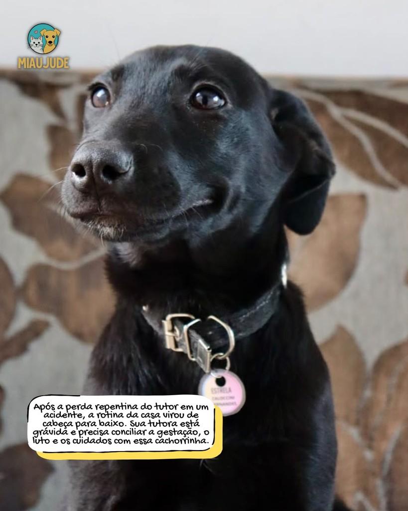 Estrela, cadela de porte médio para adoção em Tietê - SP