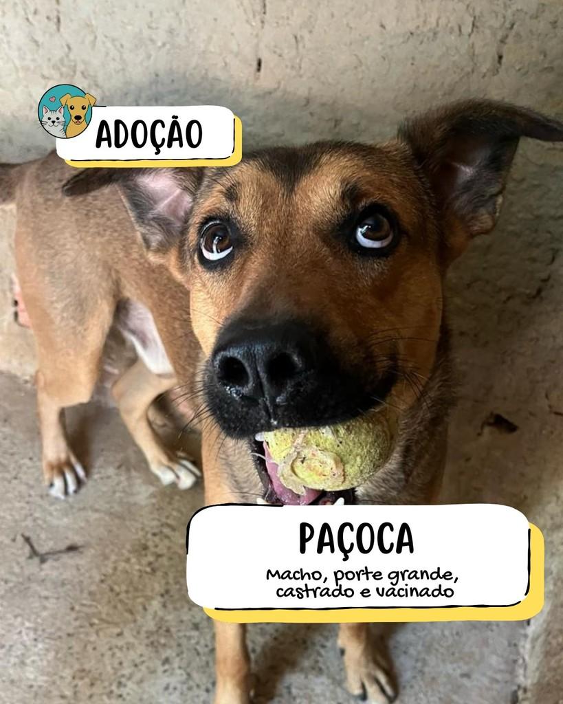 Paçoca, cachorro de porte grande para adoção em Tietê - SP