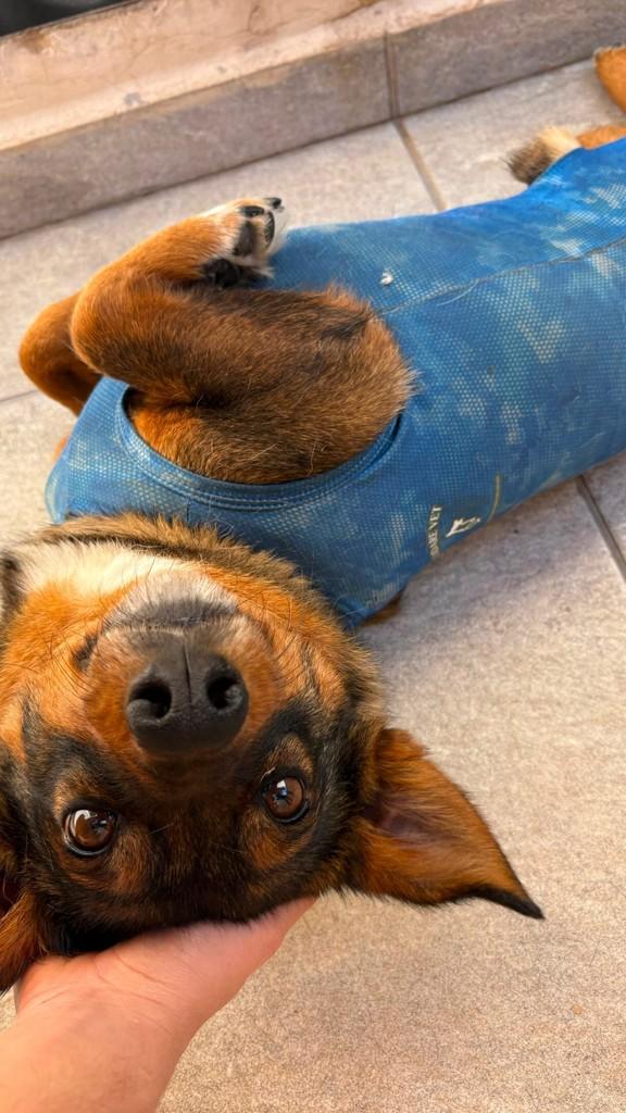 Bob, cachorro de porte pequeno para adoção em Tietê - SP