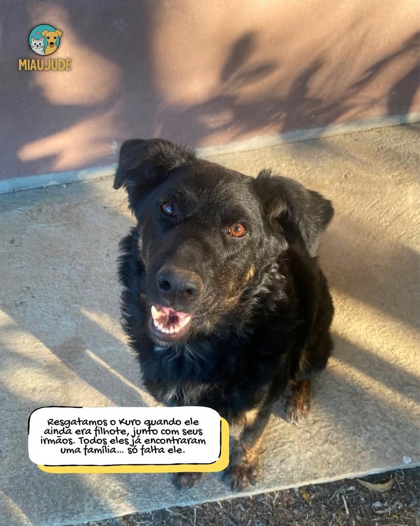 Kuro, cachorro de porte médio para adoção em Tietê - SP