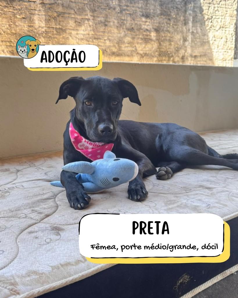 Preta, cadela de porte médio para adoção em Tietê - SP
