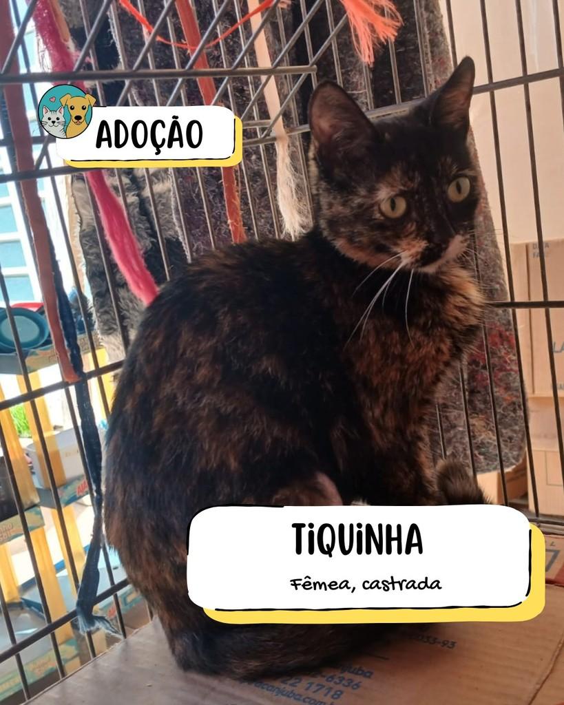 Tiquinha, gata de porte médio para adoção em Tietê - SP