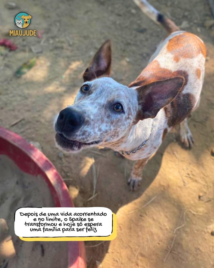 Spaike, cachorro de porte pequeno para adoção em Tietê - SP