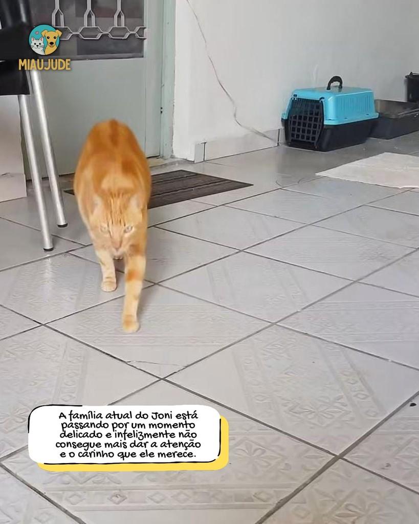 Joni, gato para adoção em Tietê - SP