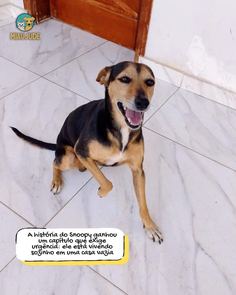 Snoopy, cachorro de porte pequeno para adoção em Tietê - SP