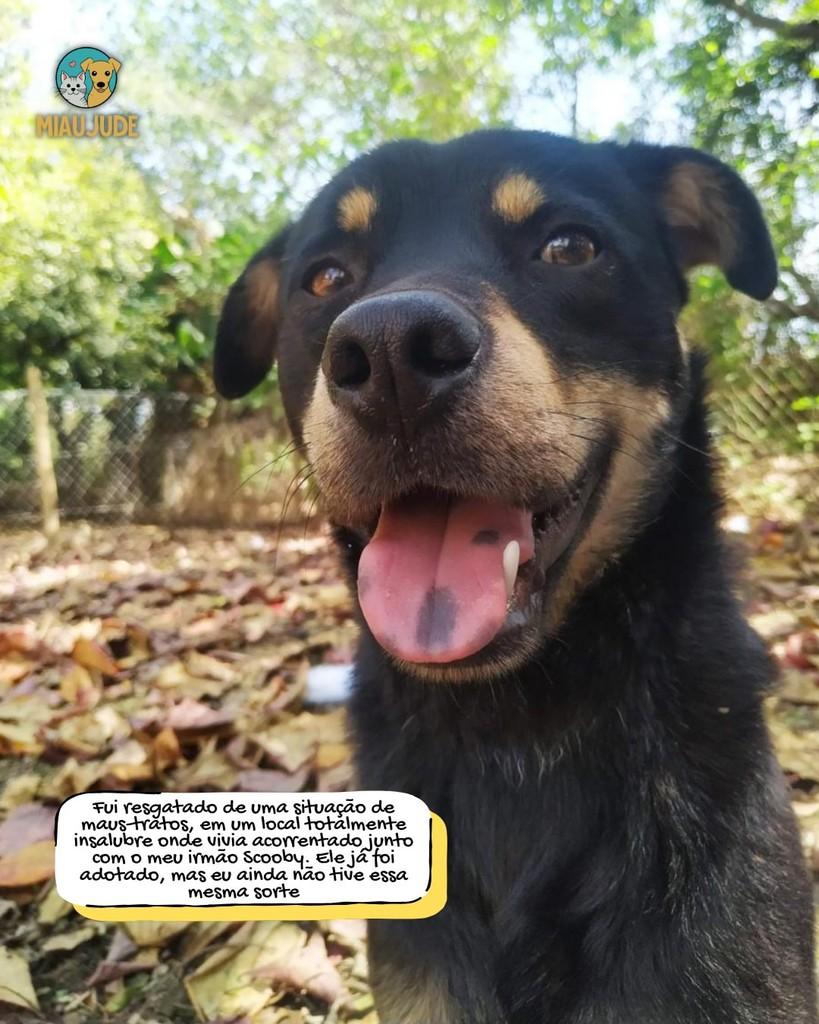 Bruce, cachorro de porte médio para adoção em Tietê - SP