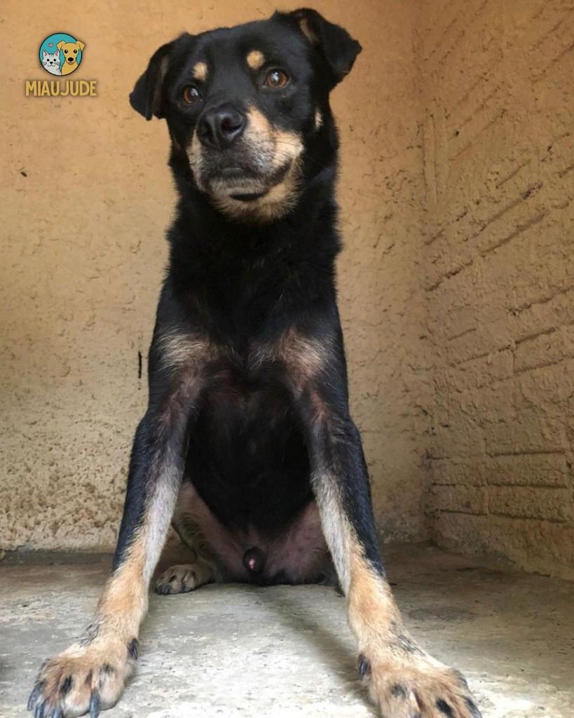 Bruce, cachorro de porte médio para adoção em Tietê - SP — foto 2 de 2