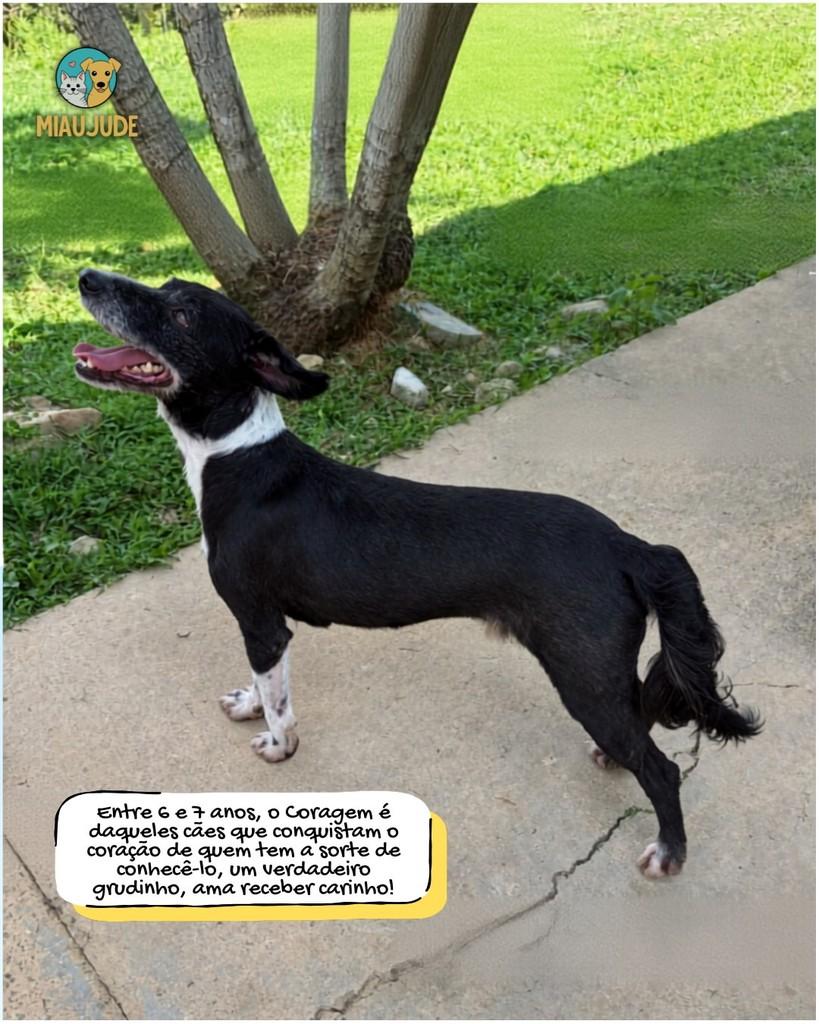 Coragem, cachorro de porte médio para adoção em Tietê - SP