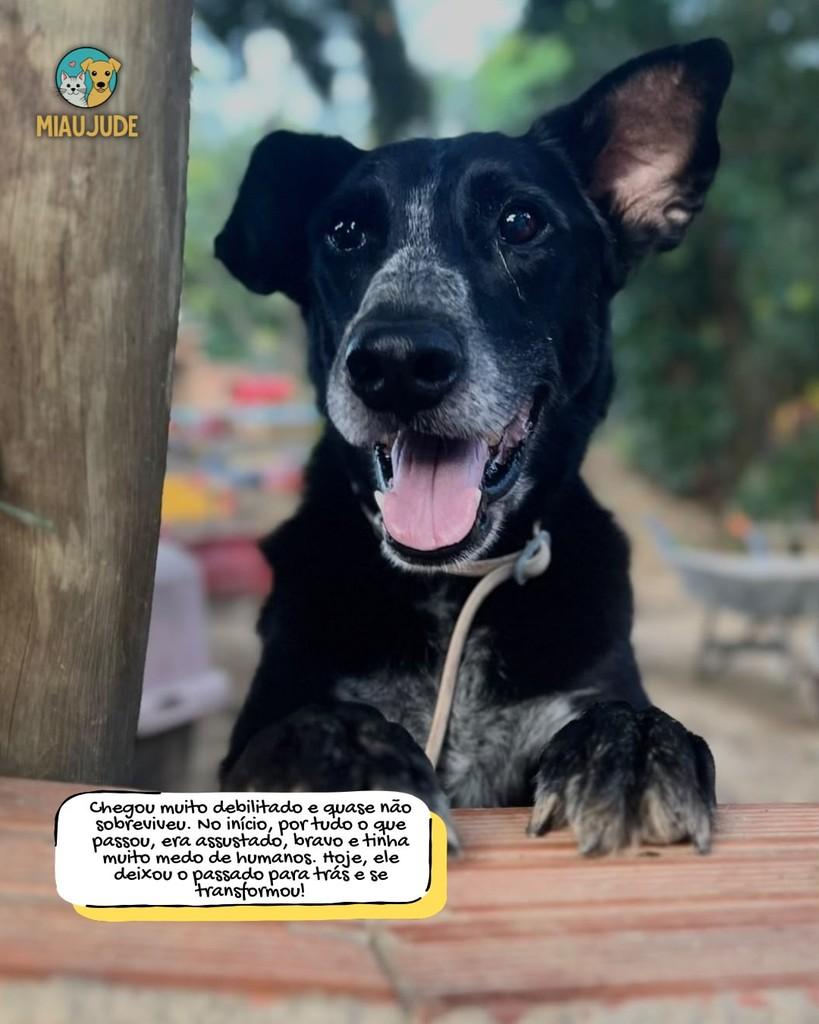 Negão, cachorro de porte médio para adoção em Tietê - SP