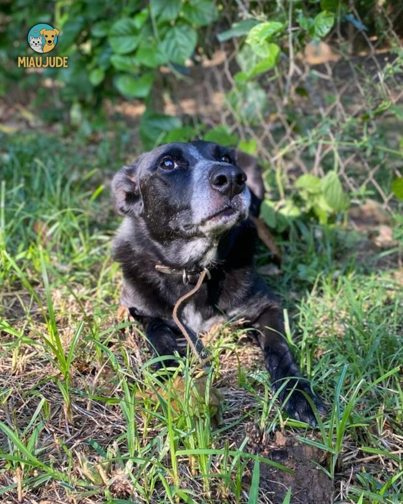 Negão, cachorro de porte médio para adoção em Tietê - SP — foto 2 de 2