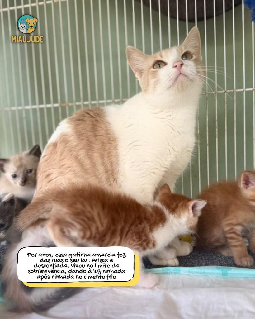 Choe, gata de porte médio para adoção em Tietê - SP
