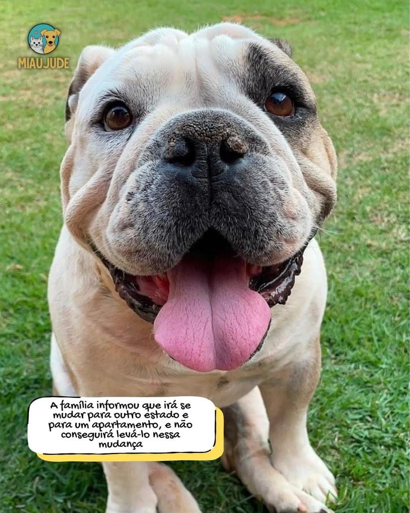 Dólar, cachorro de porte médio para adoção em Tietê - SP