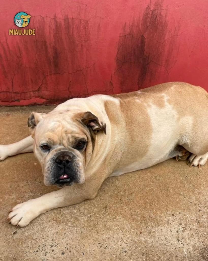 Dólar, cachorro de porte médio para adoção em Tietê - SP — foto 2 de 2