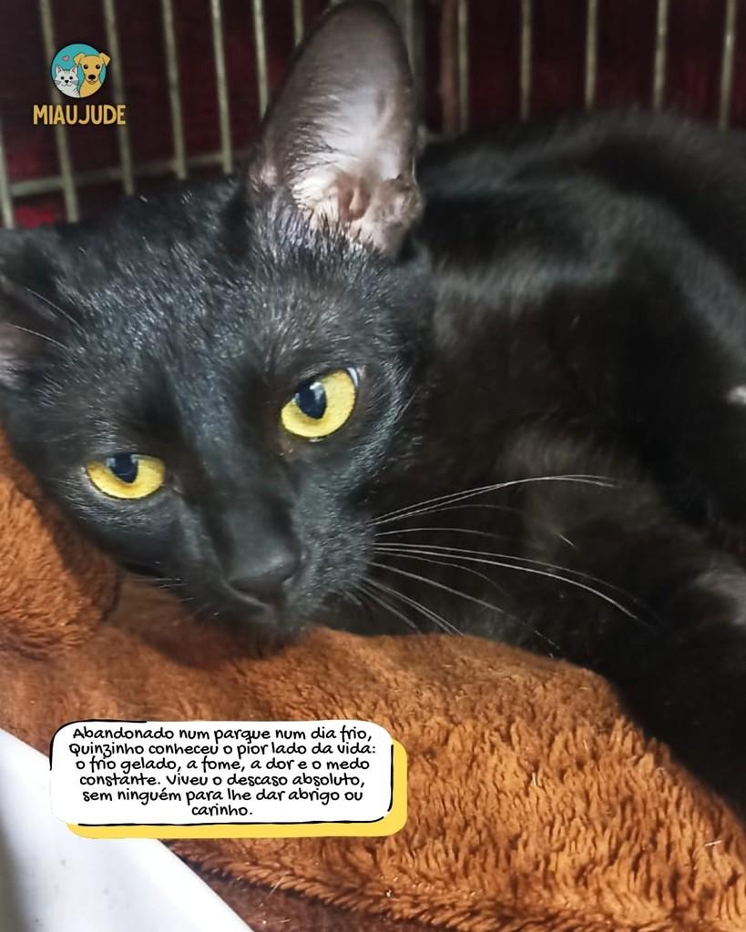 Quinzinho, gato de porte médio para adoção em Tietê - SP
