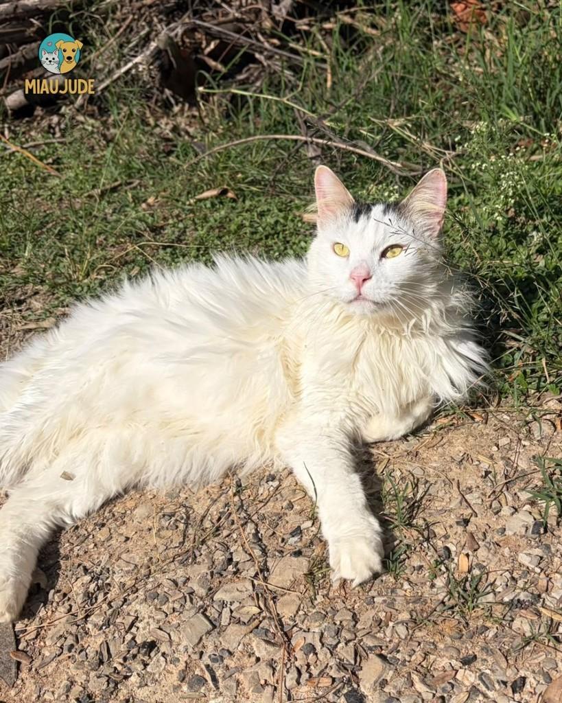 Brancão, gato de porte médio para adoção em Tietê - SP