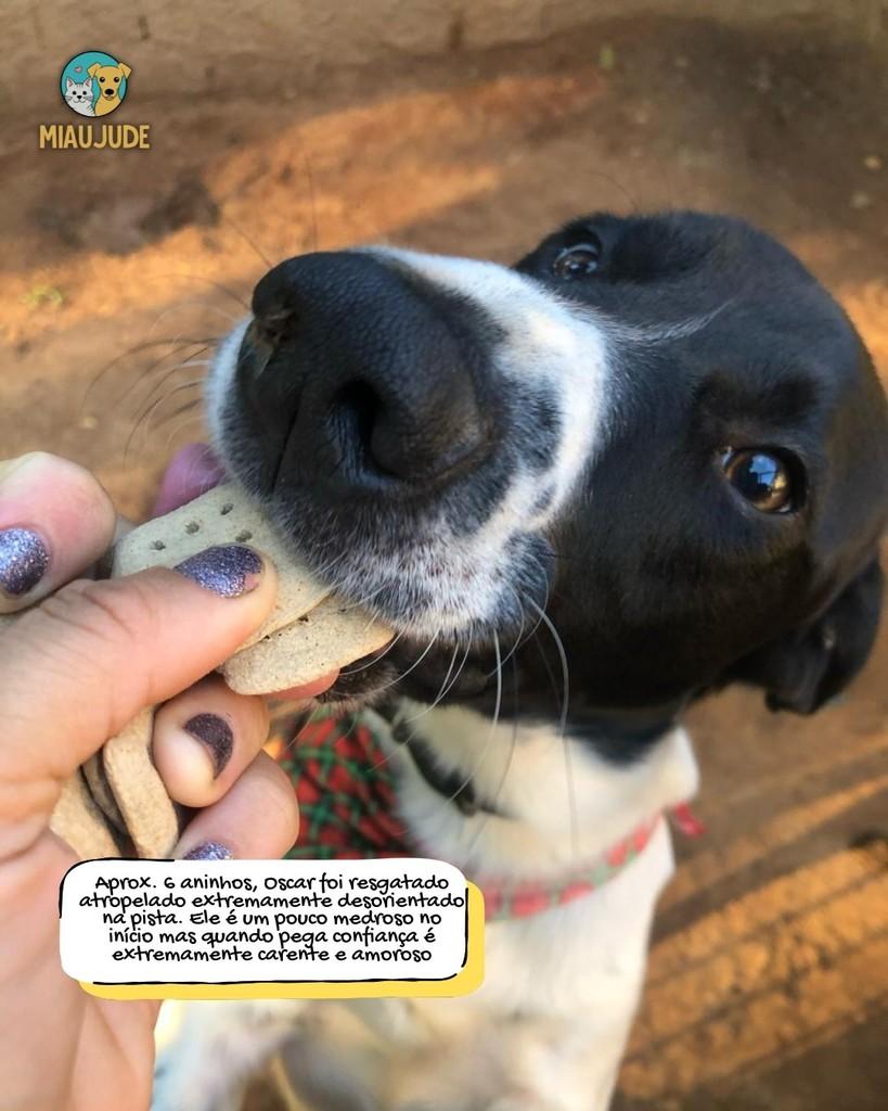 Oscar, cachorro de porte médio para adoção em Tietê - SP