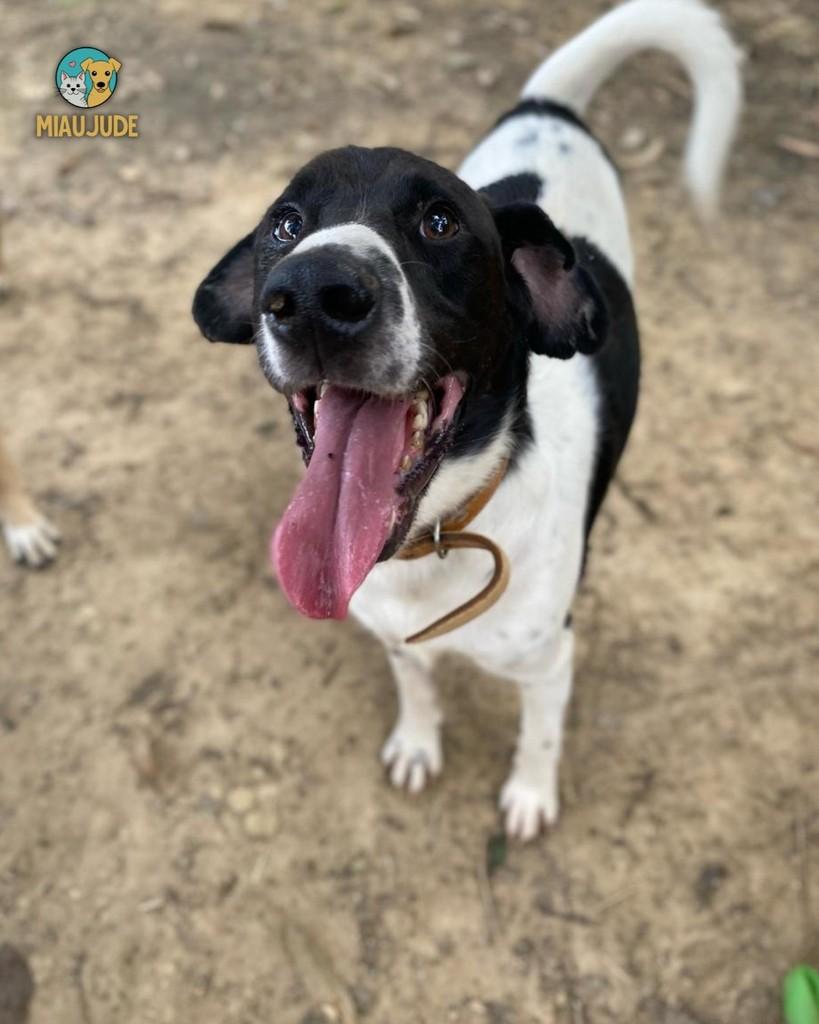 Oscar, cachorro de porte médio para adoção em Tietê - SP — foto 2 de 2