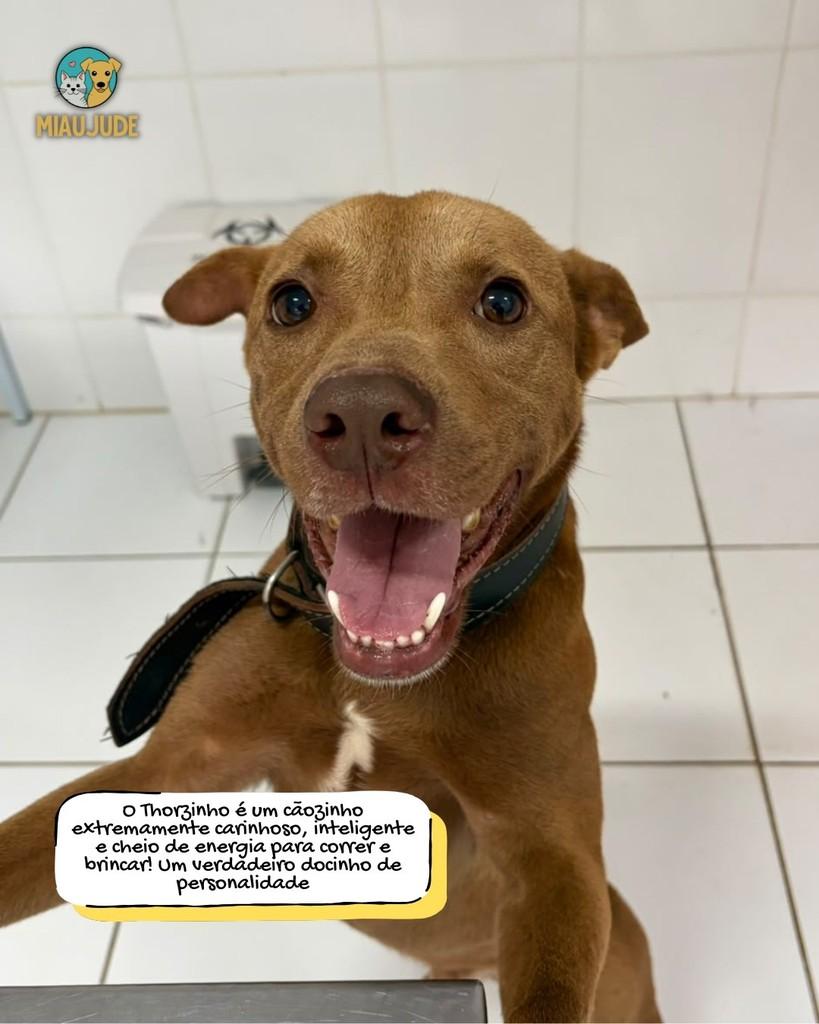 Thor, cachorro de porte médio para adoção em Tietê - SP