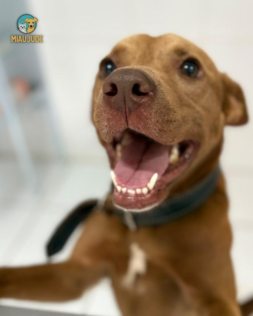 Thor, cachorro de porte médio para adoção em Tietê - SP — foto 2 de 4