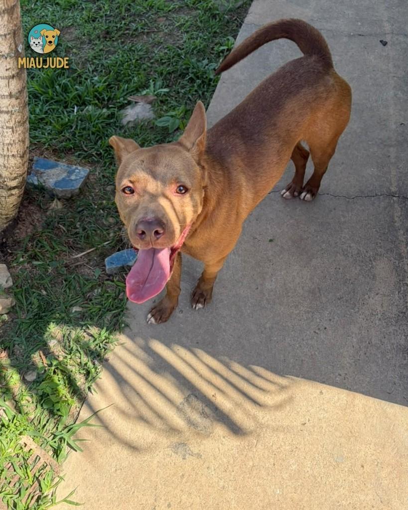 Thor, cachorro de porte médio para adoção em Tietê - SP — foto 3 de 4