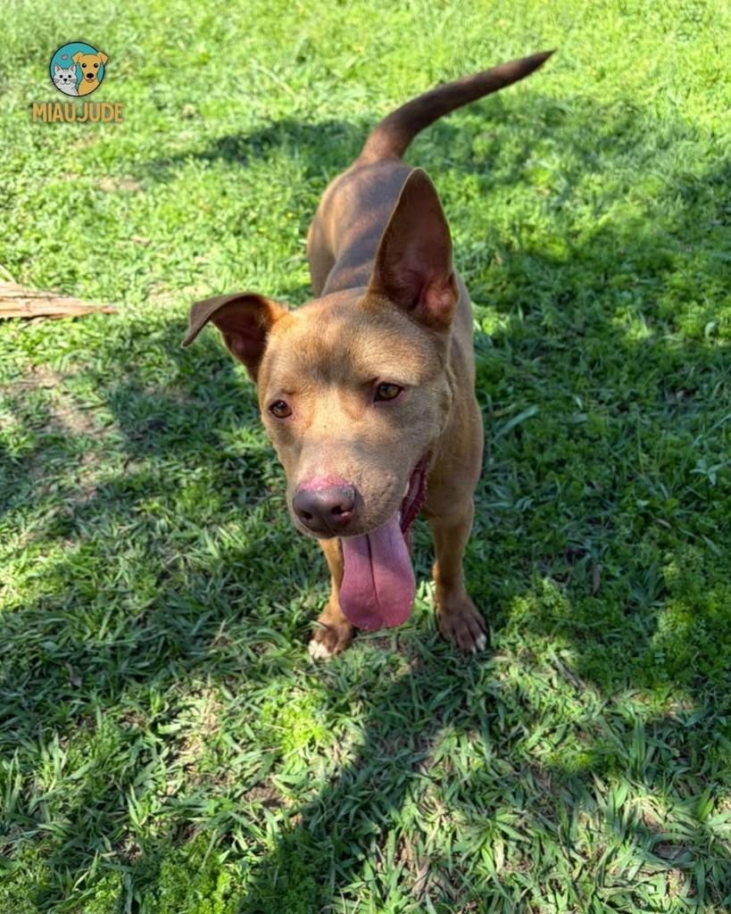 Thor, cachorro de porte médio para adoção em Tietê - SP — foto 4 de 4
