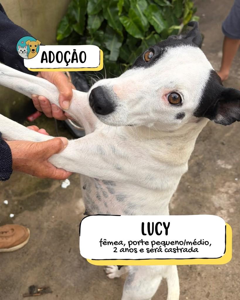 Lucy, cadela de porte médio para adoção em Tietê - SP