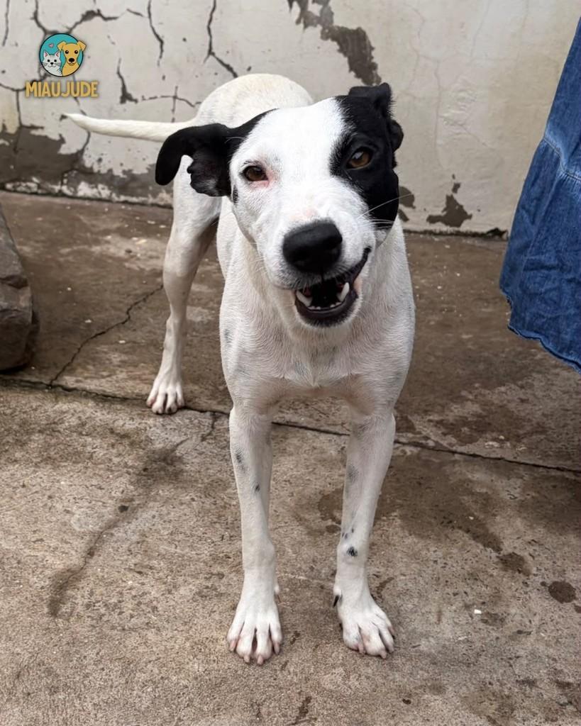 Lucy, cadela de porte médio para adoção em Tietê - SP — foto 2 de 2