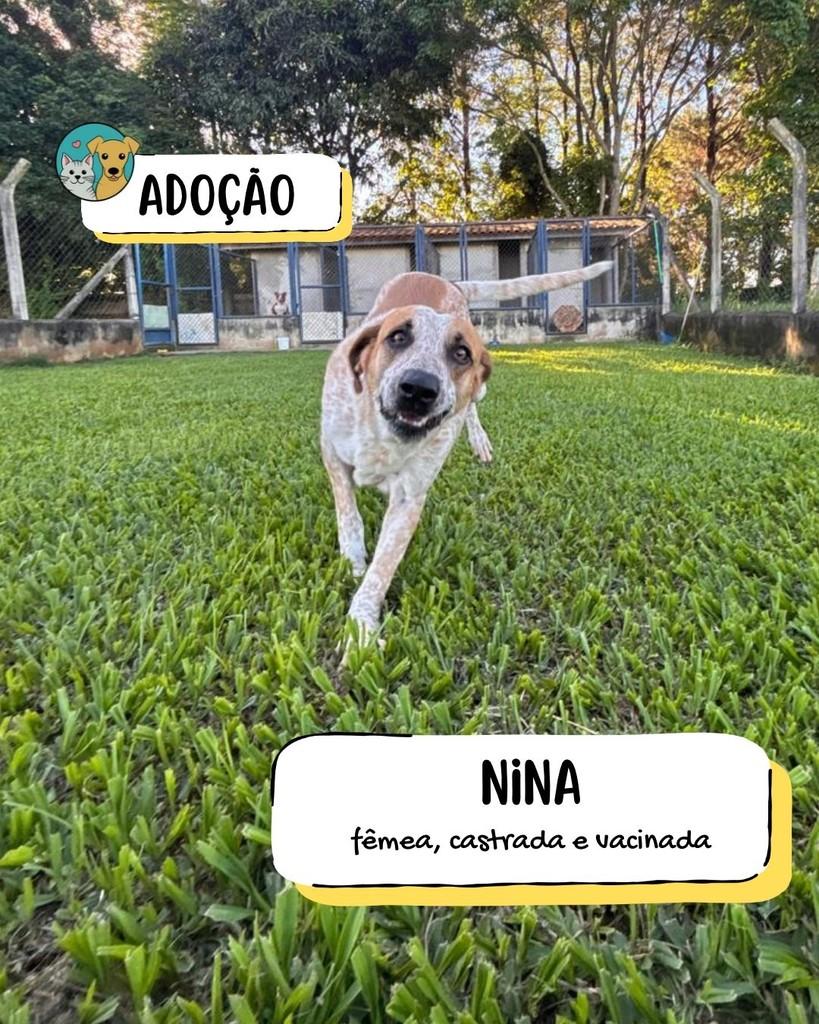 Nina, cadela de porte médio para adoção em Tietê - SP