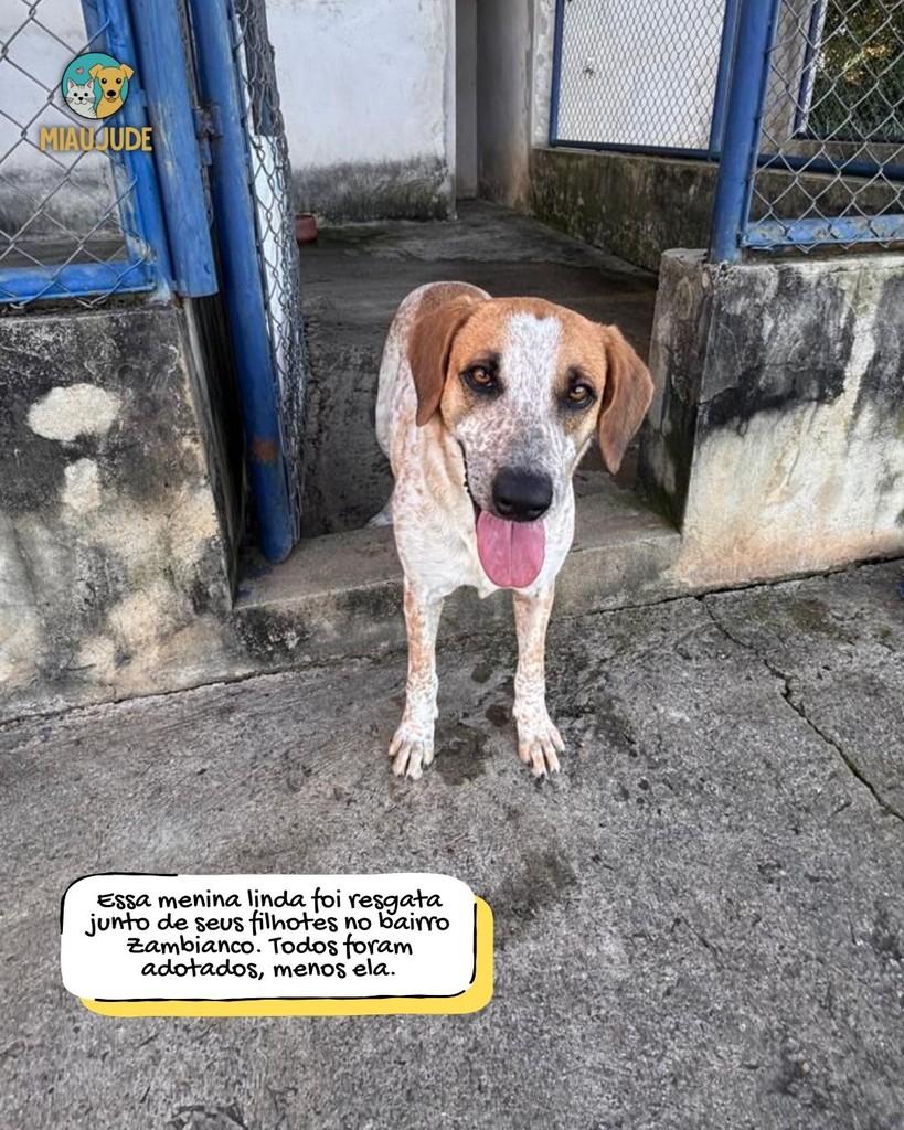 Nina, cadela de porte médio para adoção em Tietê - SP — foto 2 de 3