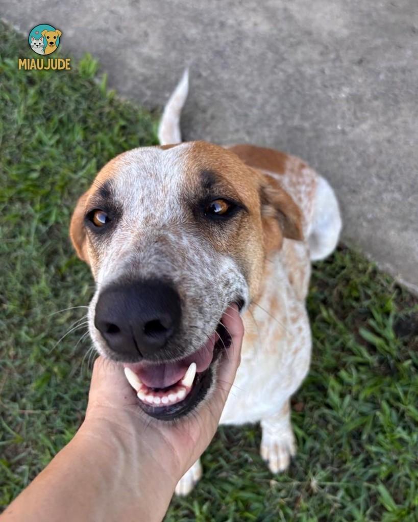 Nina, cadela de porte médio para adoção em Tietê - SP — foto 3 de 3