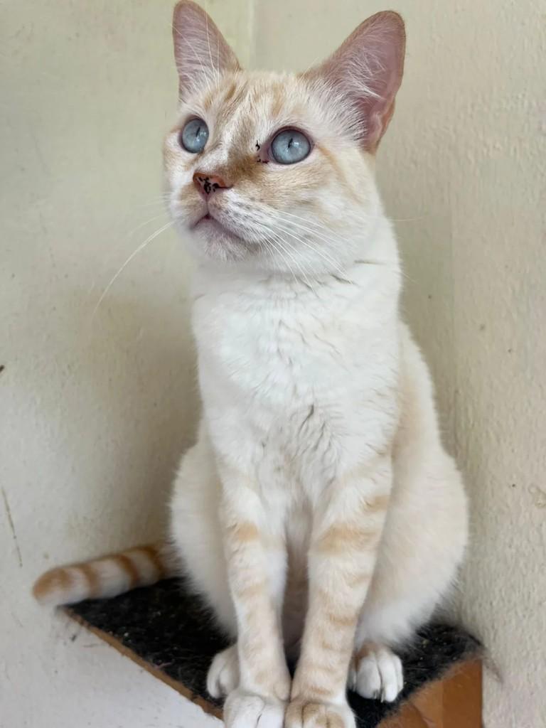 Nuvem, gato de porte pequeno para adoção em Belo Horizonte - MG