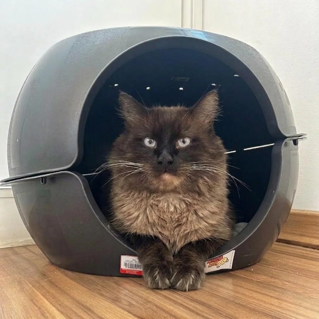 Michel, gato de porte pequeno para adoção em Belo Horizonte - MG